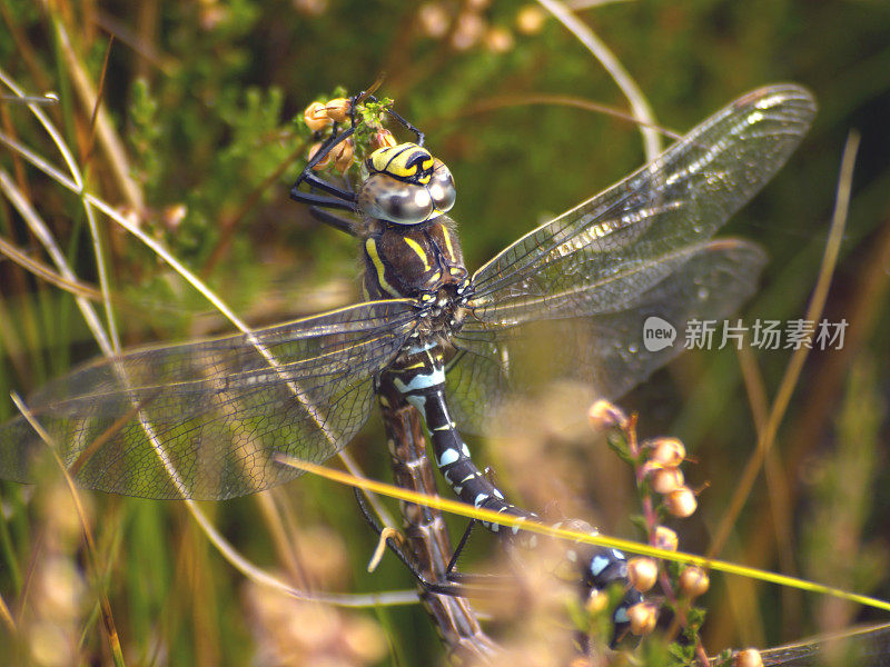 英国毛蜻蜓(Brachytron pratense)